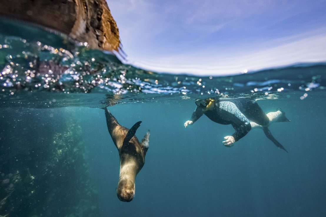 Snorkeler swimming with a sea lion in the Galapagos Islands